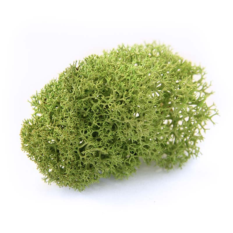 
                  
                    Nordgröna Ceiling Moss
                  
                