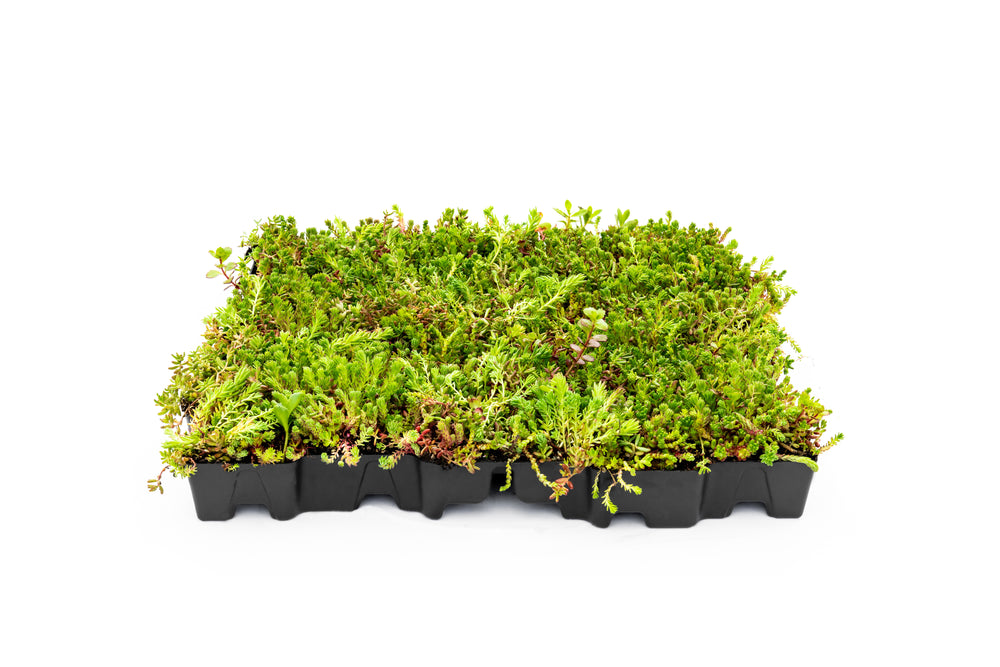 Click N' Go Green roofing