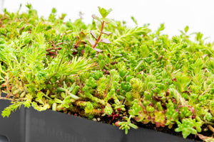 
                  
                    Click N' Go Green roofing
                  
                