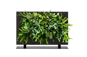 
                  
                    Live Divider Plus 1
                  
                