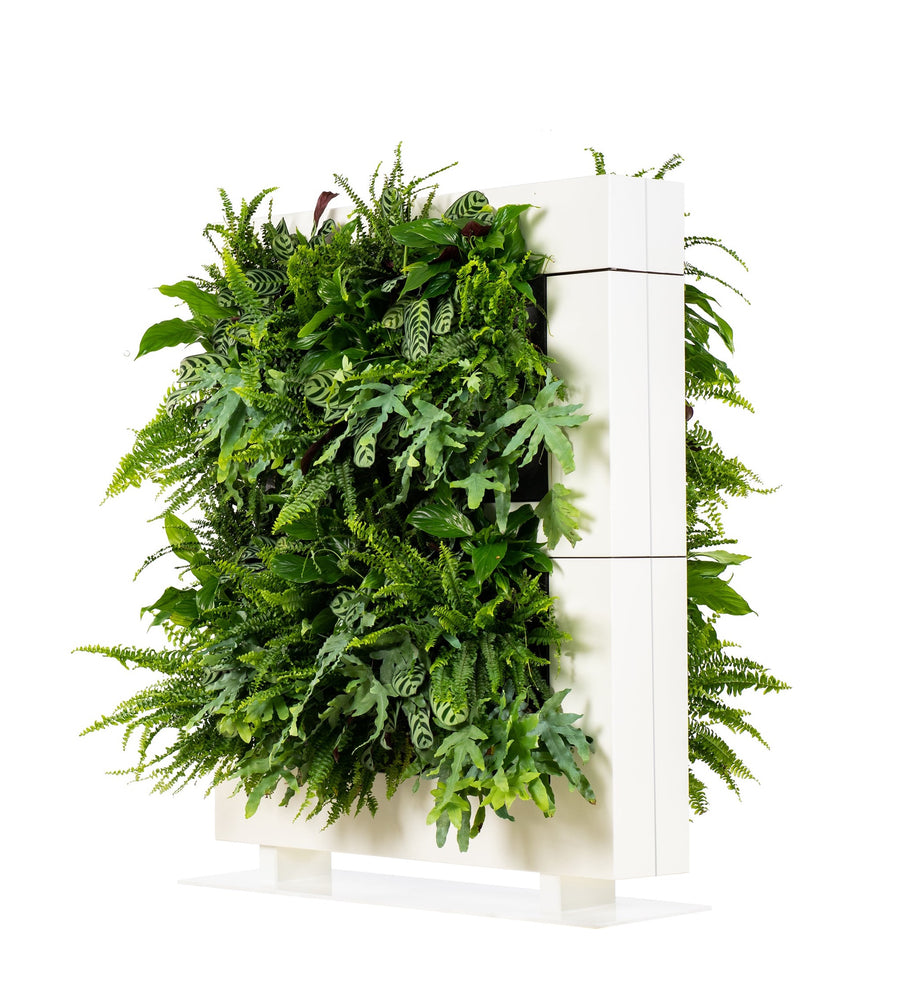 
                  
                    Live Divider Plus 2
                  
                